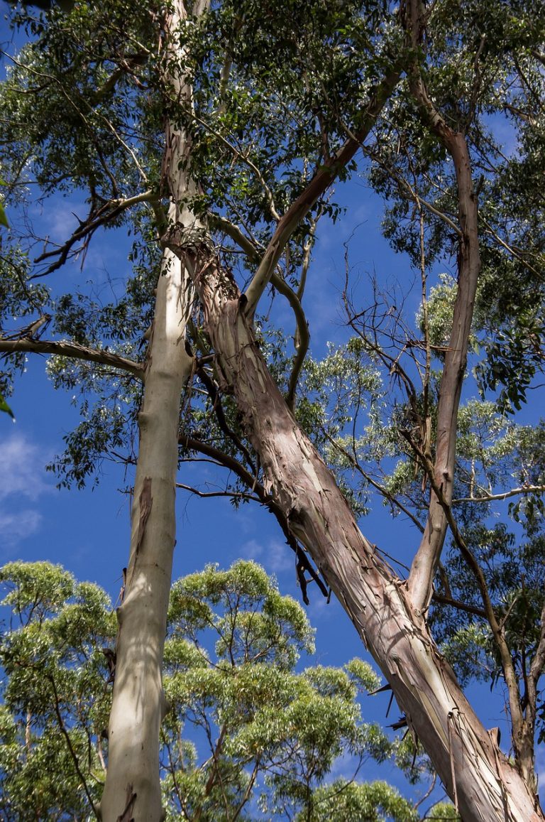 Fiber Thatch_Eucalyptus Grandis_Roof Structures02